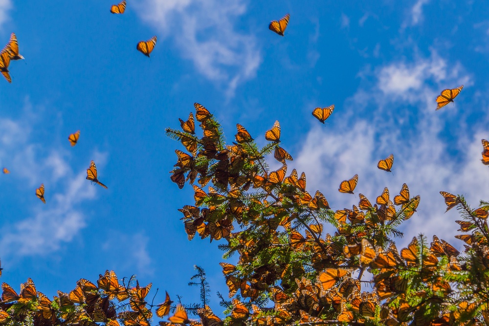 mariposas_14.jpg